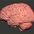 Two Pink Brain Models on Black Surface With Clear Reflections 3d model