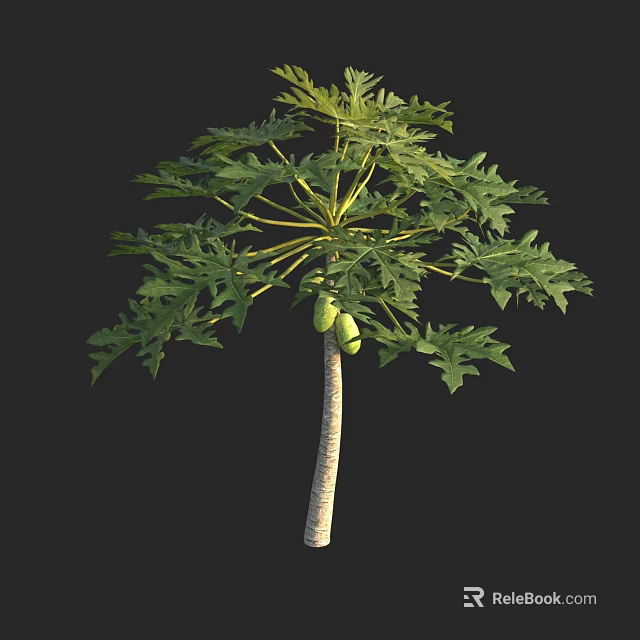 Tall Arbor With Dense Green Palmate Leaves And Hanging Ripe Fruits 3d model 