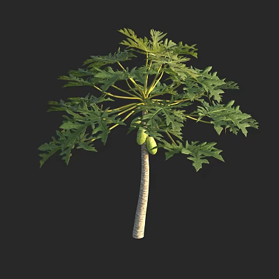Tall Arbor With Dense Green Palmate Leaves And Hanging Ripe Fruits 3d model
