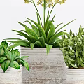 Decorative Potted Plants In White Ceramic Pots With Green Leaves And Yellow Flowers