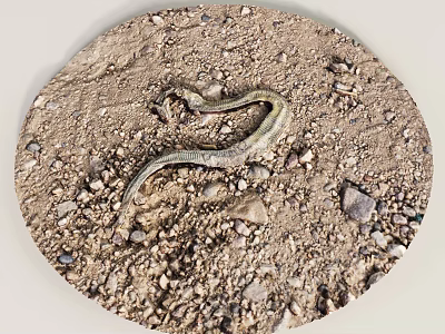 Reptile Snake Crawling on Ground with Dirt and Small Pebbles 3d model Reptile Snake Crawling on Ground with Dirt and Small Pebbles 3d model