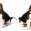 Two Adorable Beagle Puppies Sitting With Collars Looking In Different Directions