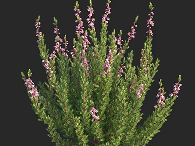 Lush Shrub With Green Foliage And Vibrant Pink Flowers In Bloom 3d model