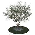Lush Green Arbor Growing On Circular Lawn With White Gravel And Trunk Support
