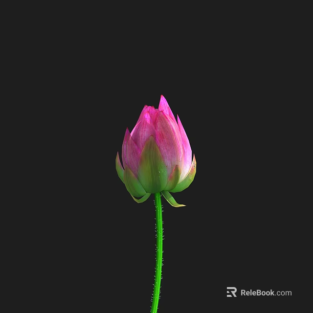 Beautiful Pink Lotus Bud With Green Stem On Black Background 3d model 