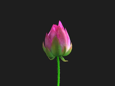 Beautiful Pink Lotus Bud With Green Stem On Black Background 3d model