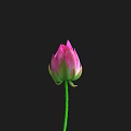Beautiful Pink Lotus Bud With Green Stem On Black Background