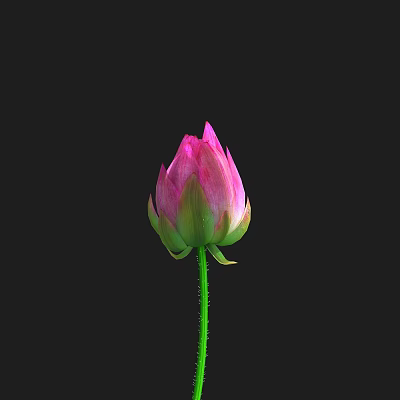 Lotus flower lotus flower with flowering action 3d model