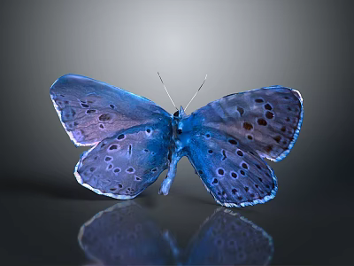 Vibrant Blue Iridescent Butterfly With Spotted Wings And Reflection On Shiny Surface 3d model