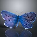 Vibrant Blue Iridescent Butterfly With Spotted Wings And Reflection On Shiny Surface