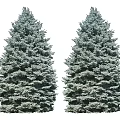 Two Lush Tall Evergreen Trees With Dense Green Foliage And Pyramidal Shape