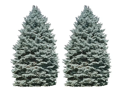 Two Lush Tall Evergreen Trees With Dense Green Foliage And Pyramidal Shape 3d model