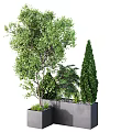 Various Types of Bonsai Potted Plants with Green Foliage Coniferous and Palm in Gray Square Planters