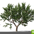 Healthy Fruit Tree With Lush Green Leaves Ripe Fruits And Strong Branches