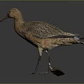 Brown Bird With Long Beak Slender Legs Standing Posture Against Dark Background 3d model