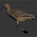 Modern Birds Birds 3d model