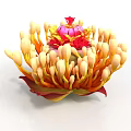 Vibrant Blooming Plant With Red Center Yellow Buds And Red Yellow Leaves