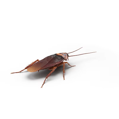 Brown Reptile Crawling On White Background In Detailed Close Up View 3d model