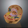 Cell Structure Model Displaying Organelles As Fundamental Units Of Organs And Hair