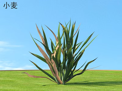 Tall Green Wheat Plant Growing On Lush Grass Field Under Blue Sky 3d model