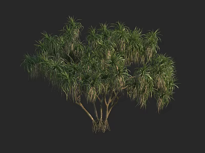 Lush Green Tree with Drooping Leaves and Multiple Trunks on Dark Background 3d model