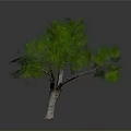 Isolated Tree With Thick Trunk Multiple Branches And Lush Green Leaves On White Background