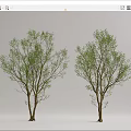 Modern Tree Landscape Tree 3d model