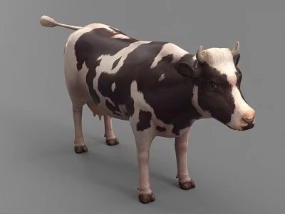 Black And White Spotted Cow Standing On Gray Background Looking Forward 3d model