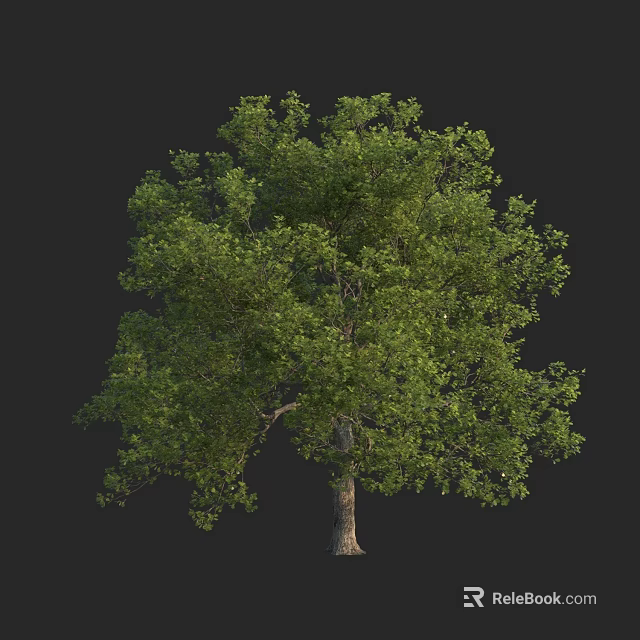 Lush Green Arbor With Dense Foliage And Brown Trunk Isolated On Black Background 3d model 