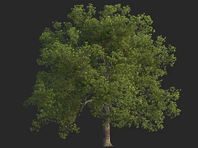 Lush Green Arbor With Dense Foliage And Brown Trunk Isolated On Black Background 3d model