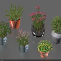 Potted Bonsai Plants Of Various Types In Colorful Pots With Green Leaves And Flowers