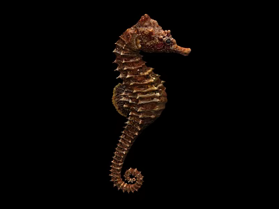 Seahorse With Spiny Body And Curled Tail On Black Background Marine Life 3d model