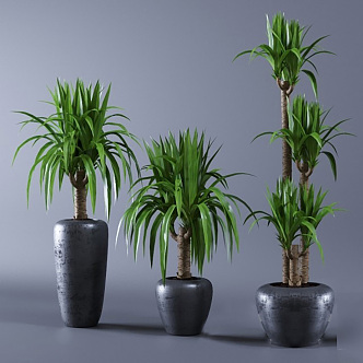 Modern potted plants 3d model