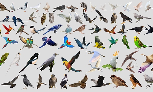 modern birds animals parrot swallow egret sparrow magpie owl bird pigeon and other birds animals 3d model