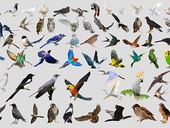 modern birds animals parrot swallow egret sparrow magpie owl bird pigeon and other birds animals 3d model