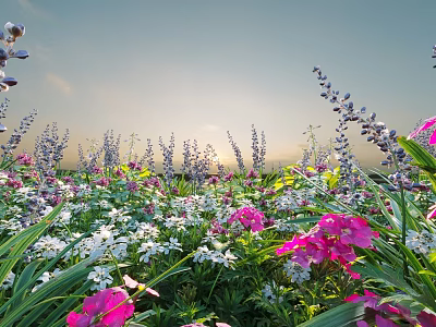 Vibrant Flower Field With Purple Lavender Pink Blooms And White Flowers Under Sunset Sky 3d model