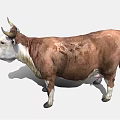 Realistic Brown And White Cow 3D Model With Detailed Fur And Horns