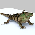 Green And Brown Striped Reptile Iguana With Spiked Back Resting On White Surface