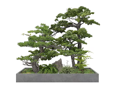 Bonsai Garden Landscape With Two Pine Trees Ferns And Square Gray Planter 3d model