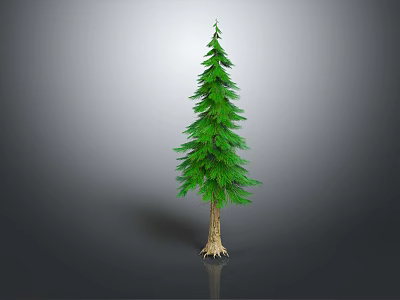 Green Pine Tree With Lush Foliage Brown Trunk Exposed Roots On Reflective Dark Surface 3d model