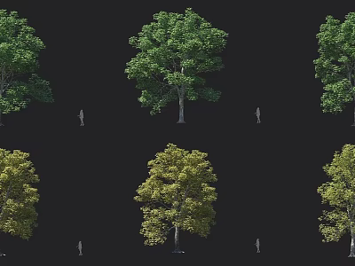 Various Green and Yellow Foliage Trees in Different Forms with Human Figure Size Reference 3d model