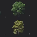 Various Green and Yellow Foliage Trees in Different Forms with Human Figure Size Reference 3d model