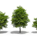 Three Green Trees Of Different Sizes With Upright Trunks And Lush Foliage 3d model