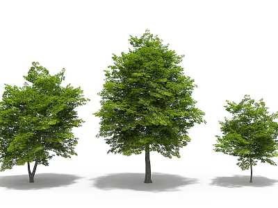 Three Green Trees Of Different Sizes With Upright Trunks And Lush Foliage 3d model