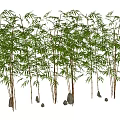 Lush Arbor Trees With Slender Trunks Green Leaves And Stones In Natural Environment