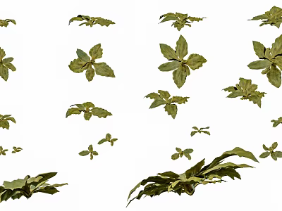 Diverse Succulent Plants with Thick Green Leaves and Unique Growth Patterns 3d model