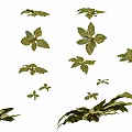 Diverse Succulent Plants with Thick Green Leaves and Unique Growth Patterns
