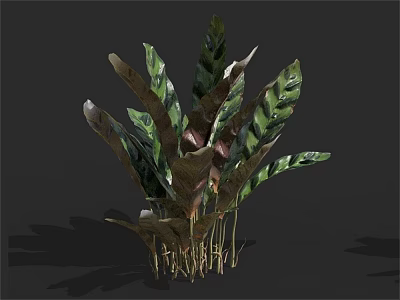 Tropical Foliage Plant With Green And Brown Variegated Leaves For Indoor Decor 3d model