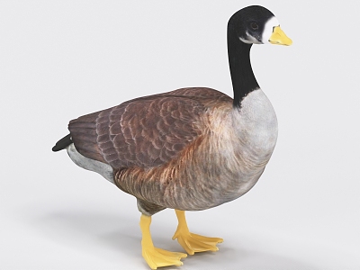 Big Goose, Goose, Duck 3d model