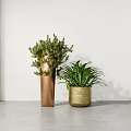Modern Bonsai Potted Plants In Copper And Golden Pots With Lush Green Foliage